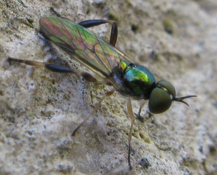 Chorisops sp stratiomyidae